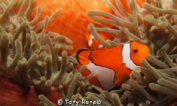 clown fish in anemone by Tony Ronald 